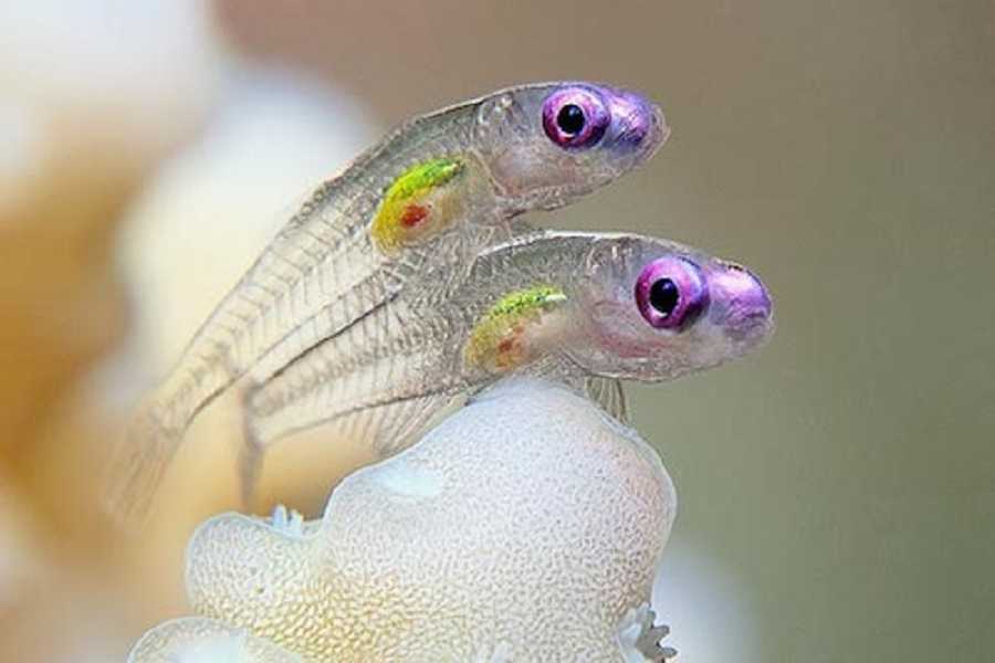 Los peces más pequeños del mundo: conoce estas especies