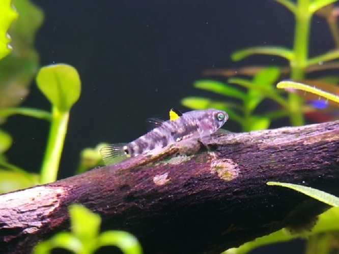 Los peces más pequeños del mundo