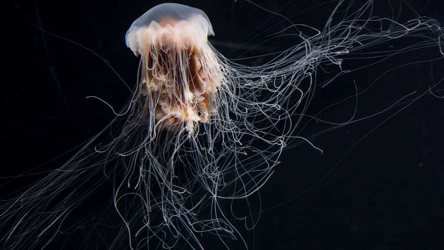 Medusa melena de león