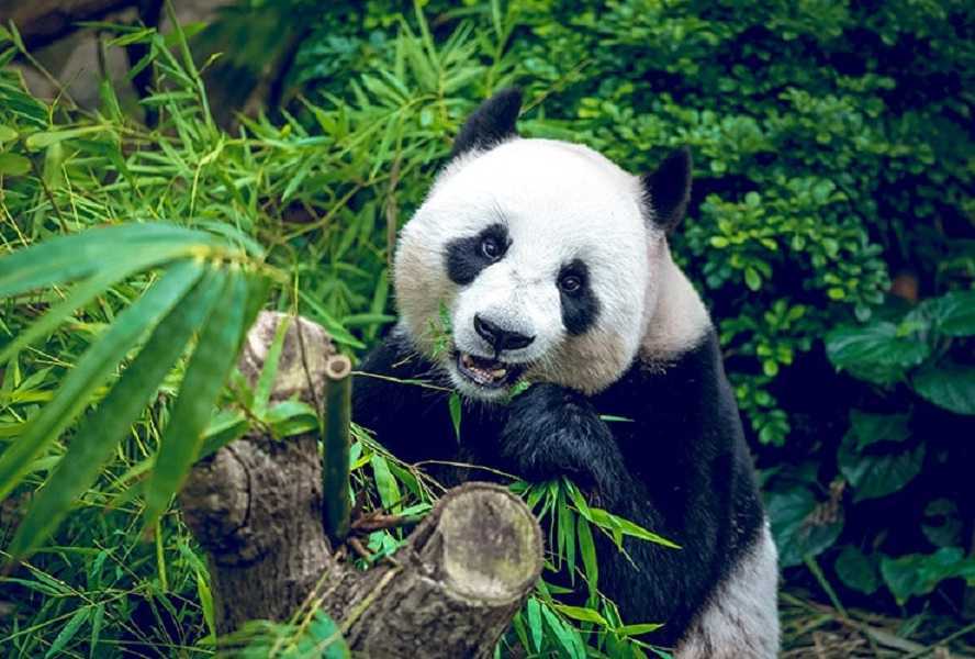 Chu-Lin: el primer panda nacido en cautividad y su trágica historia