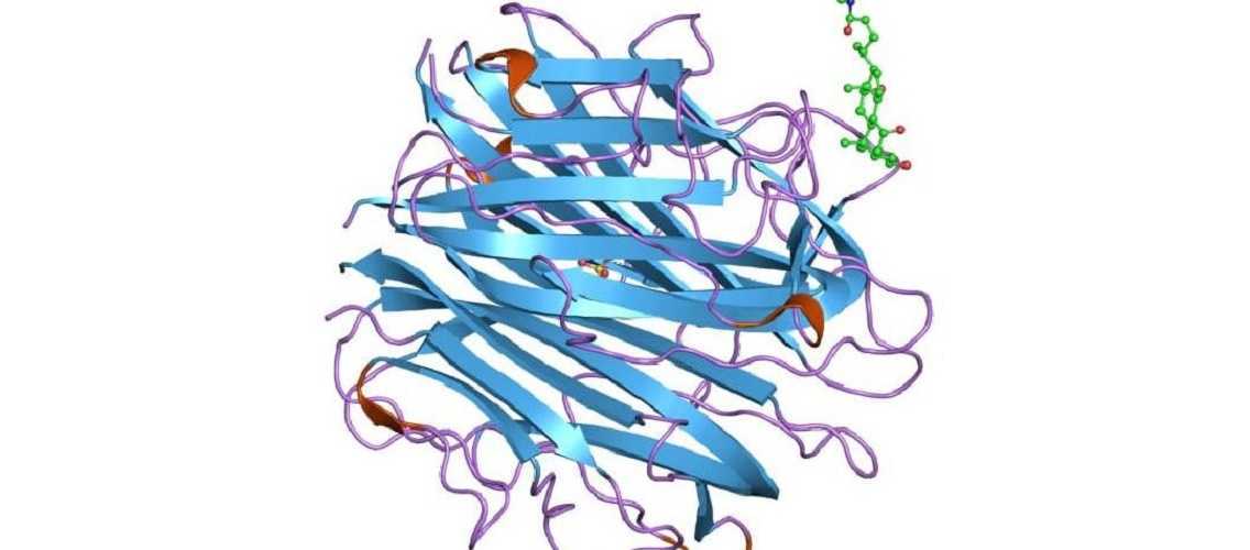 El sistema del complemento: microbombas en la sangre