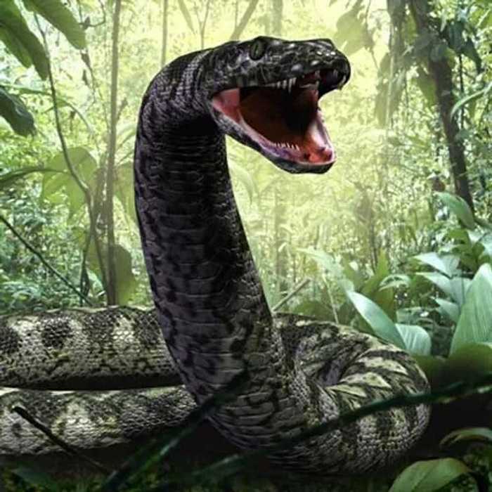 Titanoboa