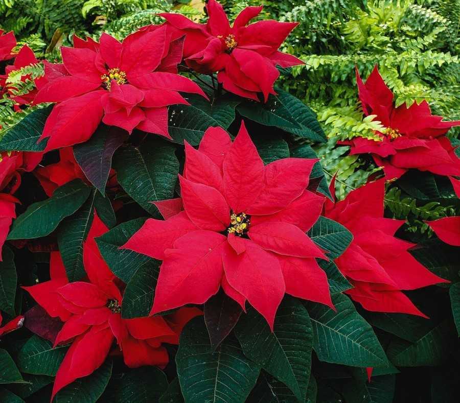 Flor de Pascua
