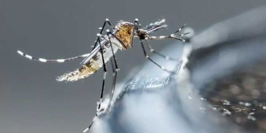 Aedes aegypti: conoce tres datos sobre el mosquito del dengue