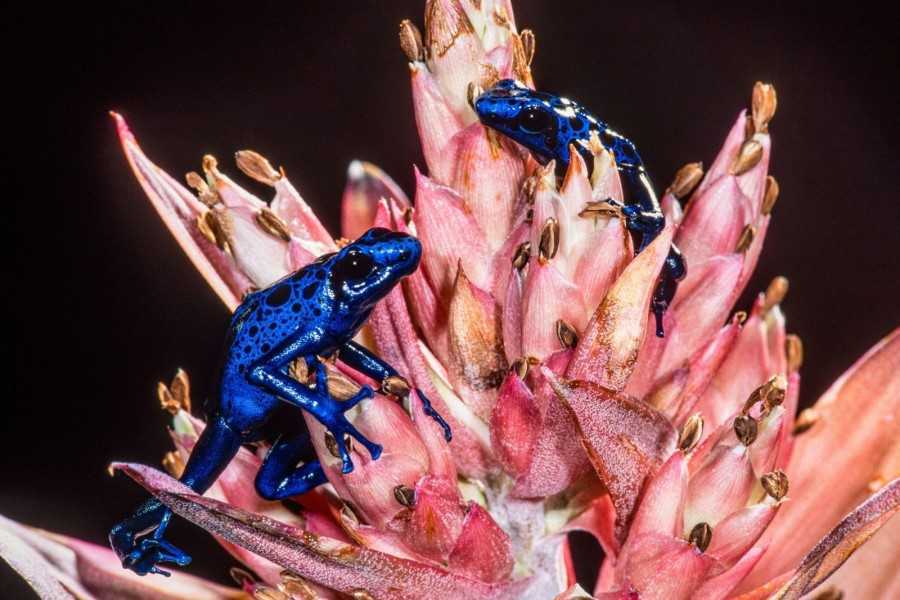 Animales con venenos: ¿cómo no se envenenan a sí mismos?