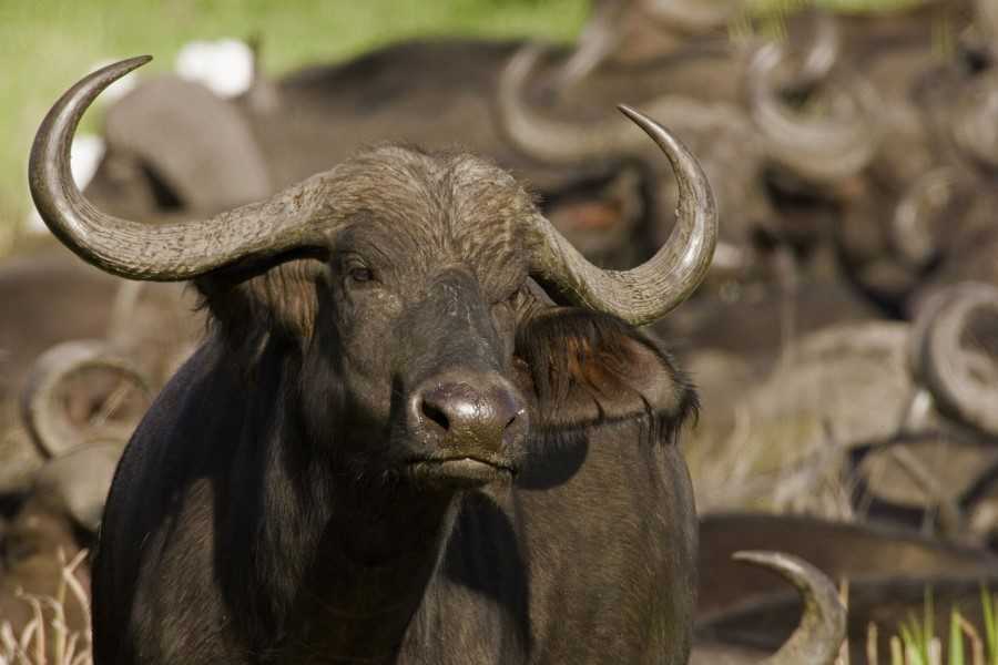 Animales de aspectos similares