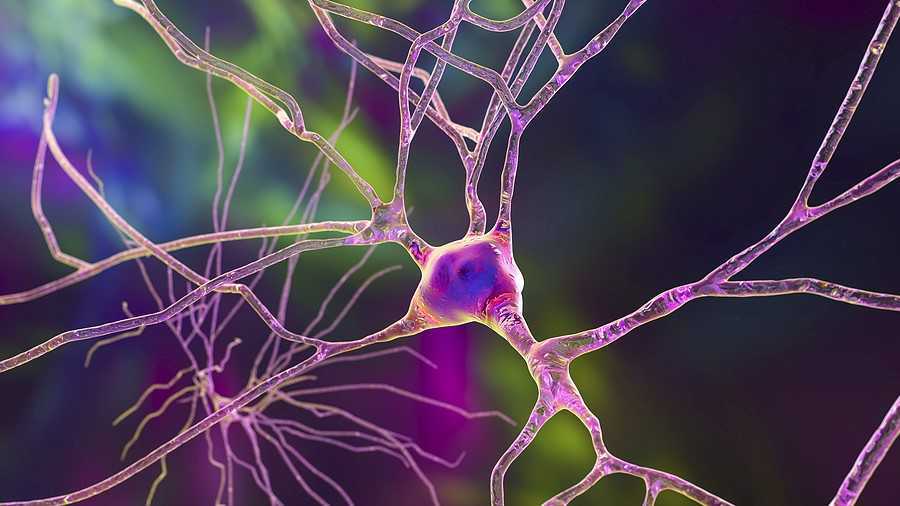 La glía, el secreto mejor guardado del cerebro