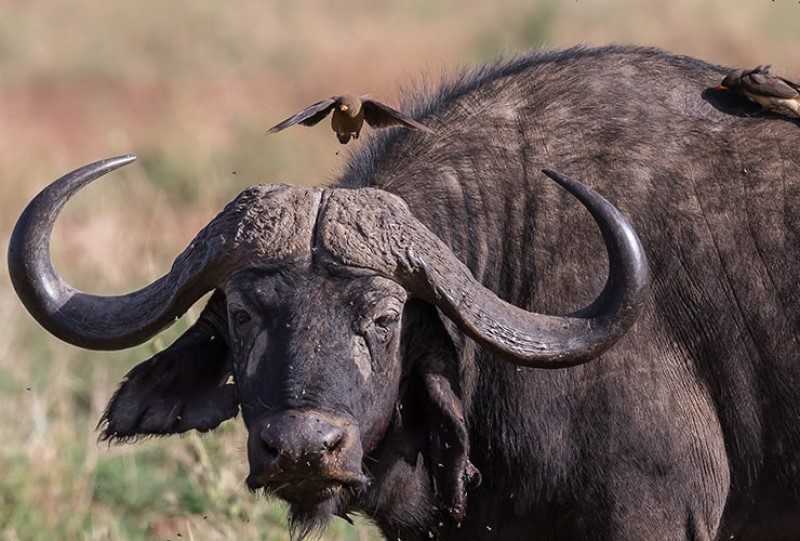 Animales de aspectos similares que podrías confundir