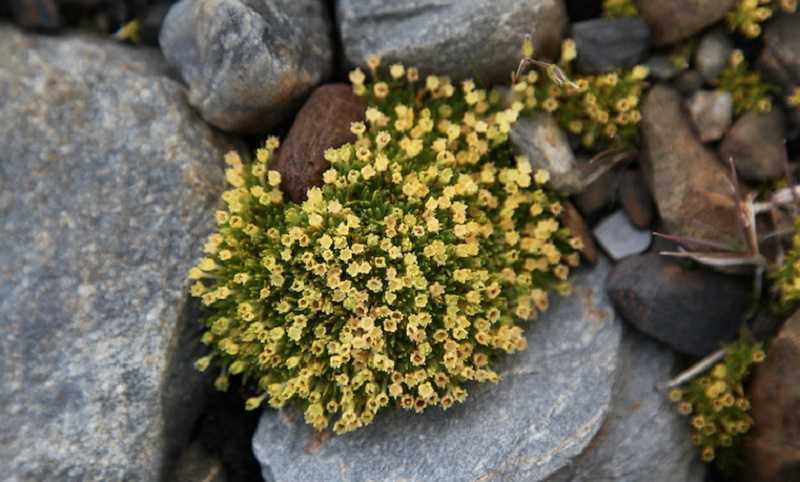 Flores en la Antártida