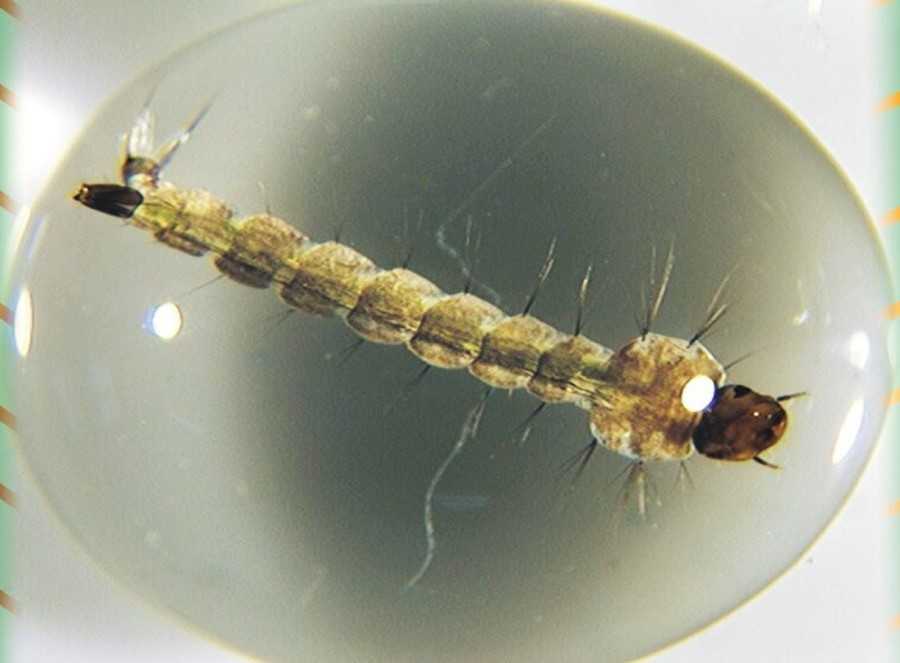Aedes aegypti