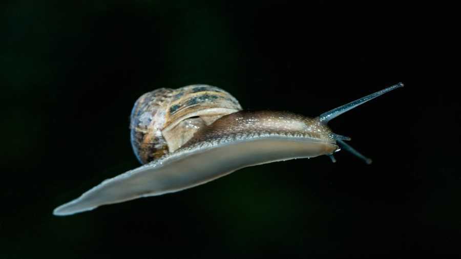 La baba de caracol