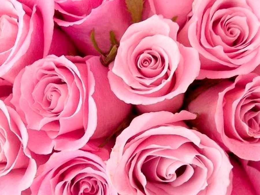 El color rosa: si no existe en realidad ¿por qué podemos verlo?