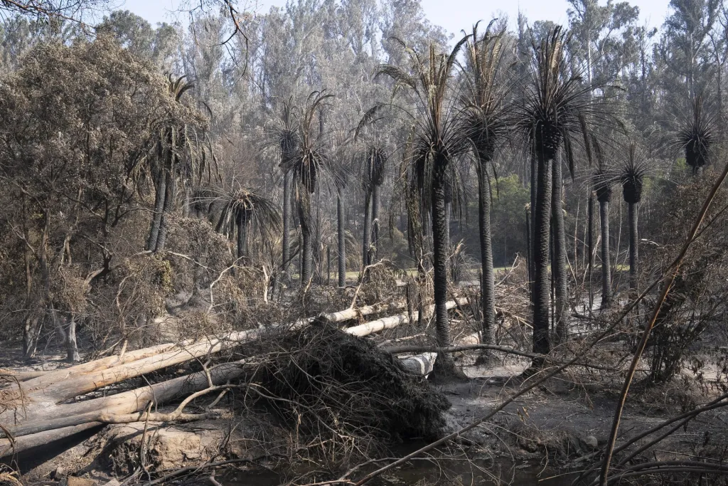 Palmeras quemadas por el incendio en el Jardín Botánico de Viña del Mar, en Viña del Mar (Chile). EFE/Adriana Thomasa