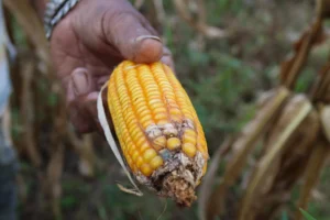 Un agricultor muestra plagas en cultivos de maíz el 12 de marzo de 2024 en una finca en Chiriquí (Panamá). EFE/ Marcelino Rosario