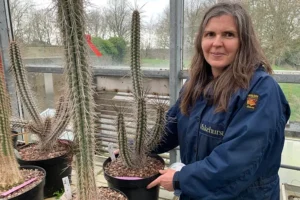 Una trabajadora del Banco de Semillas del Milenio (MSB, en inglés) de los jardines botánicos Kew muestra un ejemplar cultivado a partir de una semilla conservada allí de la especie protegida chilena Eulychnia procumbens. EFE/ Judith Mora