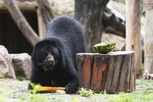 Fotografía de un oso andino o "Jukumari", el miércoles 6 de marzo de 2024, en el bioparque Vesty Pakos, en La Paz (Bolivia). EFE/ Luis Gandarillas