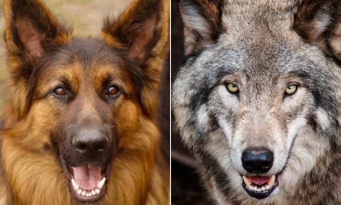El perro es el primer amigo del hombre