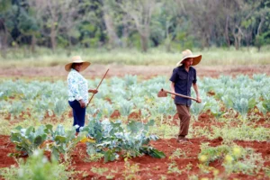 Trabajadores cultivan coles este jueves, en La Habana (Cuba). EFE/ Ernesto Mastrascusa