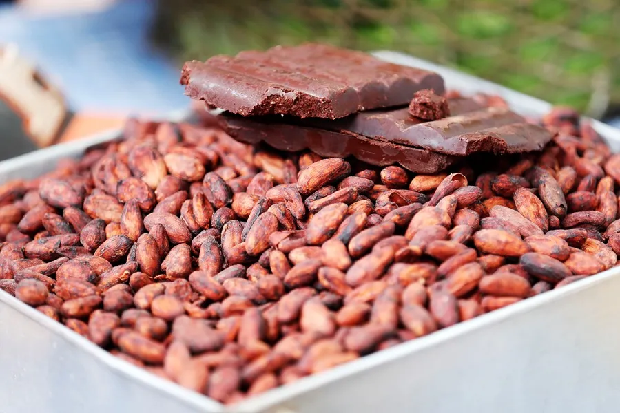 Fotografía de archivo que muestra cacao producido en Guerima (Colombia). EEFE/ Carlos Ortega