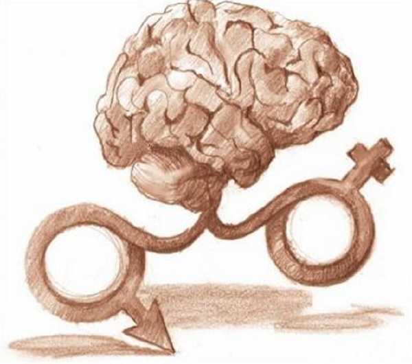 El cerebro sí tiene sexo