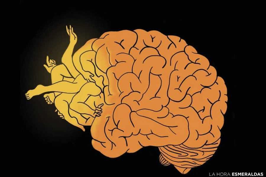 El cerebro sí tiene sexo, demostrado