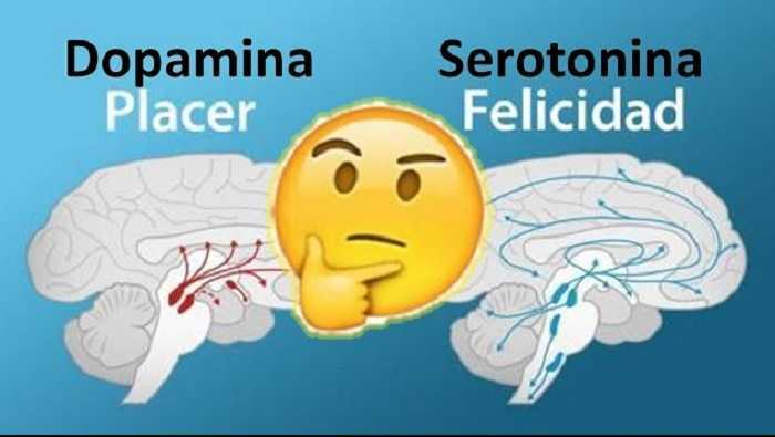 Dopamina vs serotonina