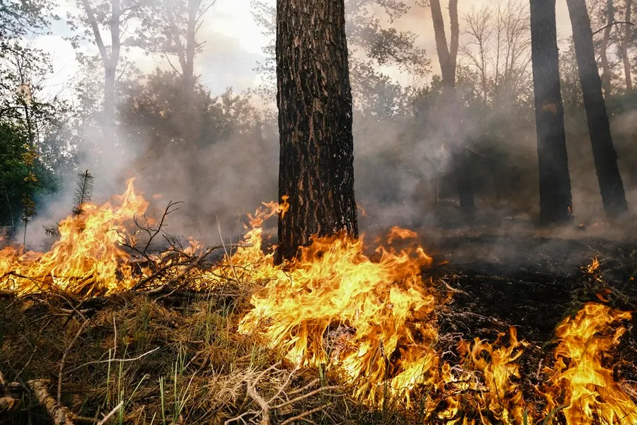 Incendio en un bosque en las afueras de Vovchansk, en la región de Járkov, noreste de Ucrania, tras bombardeos rusos. EFE/EPA/George Ivanchenko