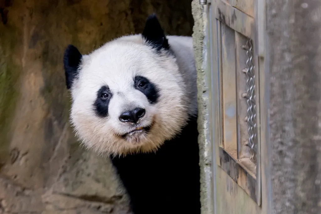 Los últimos pandas gigantes que viven en Estados Unidos regresarán a China a finales de este año, aunque este no será el último capítulo de la conocida como “diplomacia de los pandas”, ya que Pekín se ha comprometido a enviar más ejemplares de estos emblemáticos osos al país norteamericano en los próximos años.