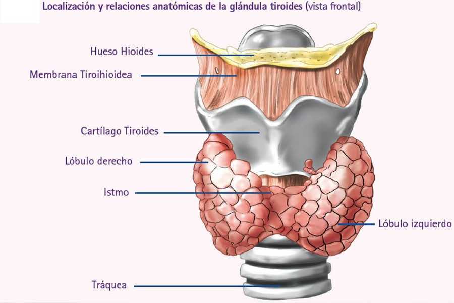 Así funciona la tiroides