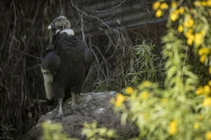 Fotografía de un cóndor andino en rehabilitación en el Bioparque Vesty Pakos, el 31 de mayo de 2024, en La Paz (Bolivia). EFE/ Esteban Biba