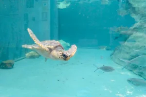 En la imagen, una tortuga boba (Caretta caretta) nadando en un acuario en el Museo Alboriania del Aula del Mar de Málaga. EFE/Irene Martín Morales