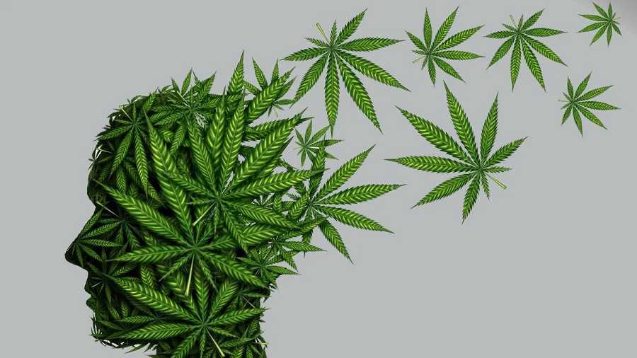 La verdad sobre el Cannabis | Riesgos y beneficios