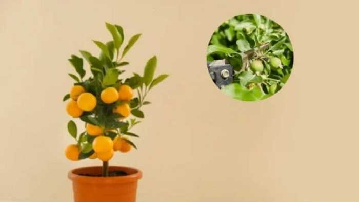 Cosecha de árboles frutales