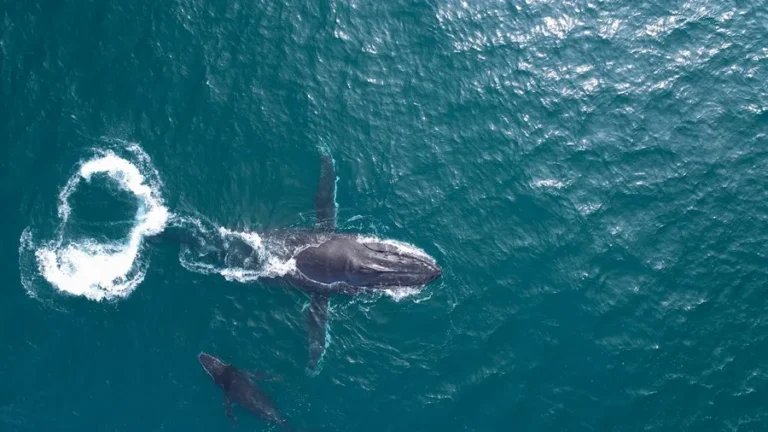 En la imagen, dos ballenas en la costa este de Australia. EFE/University of Queensland/Jake Linsky