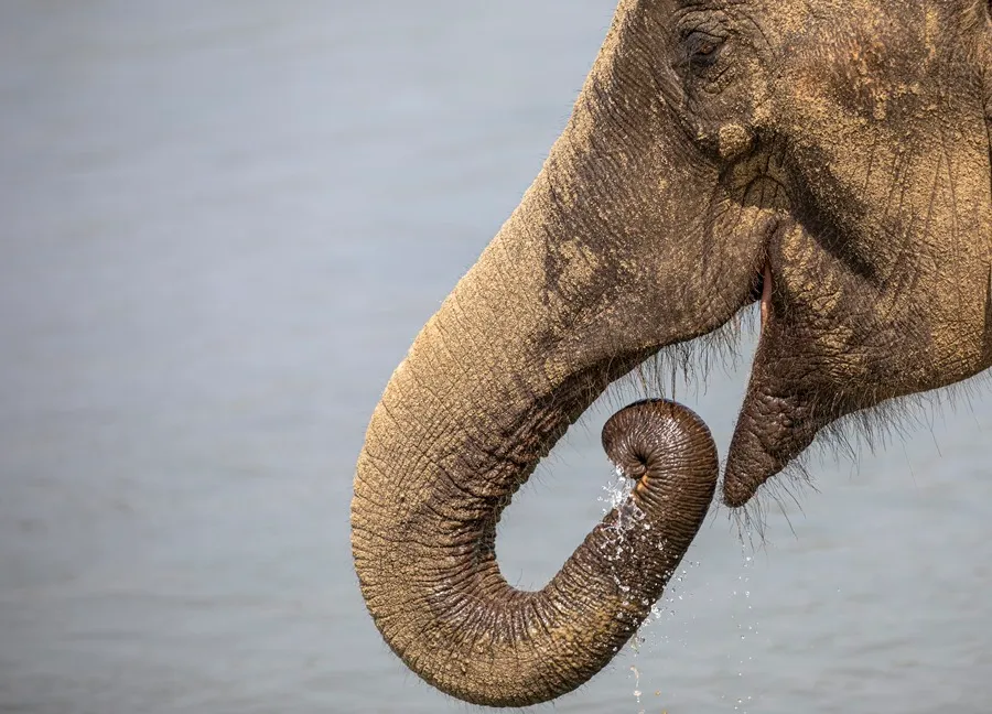 Imagen de archivo de un elefante. EFE/EPA/Narendra Shresta