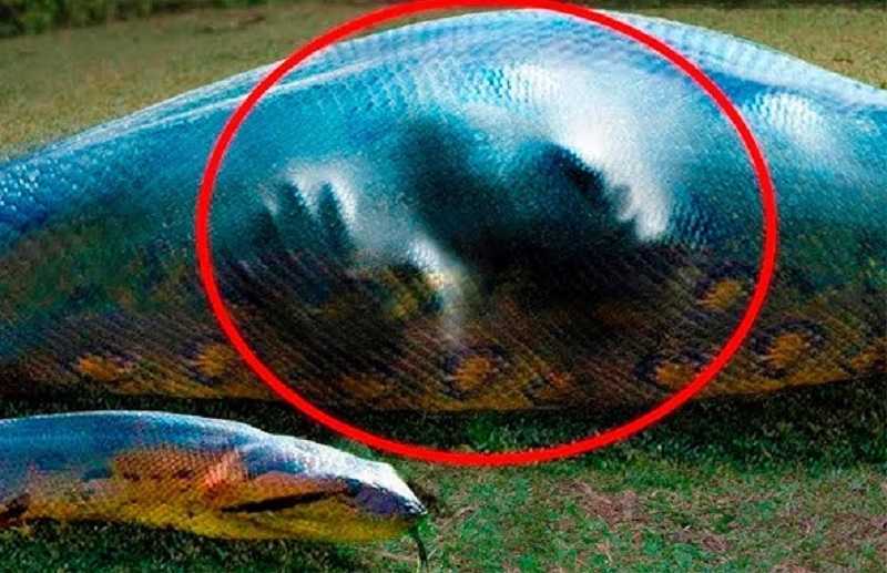 ¡Estas 3 mascotas se comieron a sus dueños frente a todos!