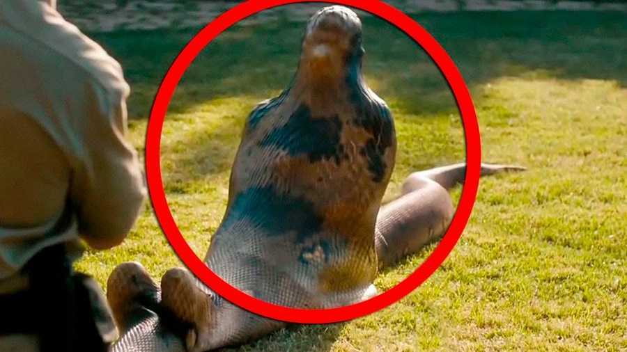 Estas 3 mascotas se comieron a sus dueños