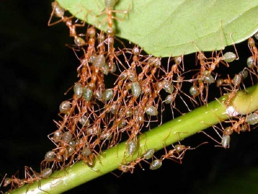 Las hormigas tejedoras y sus beligerantes reinos