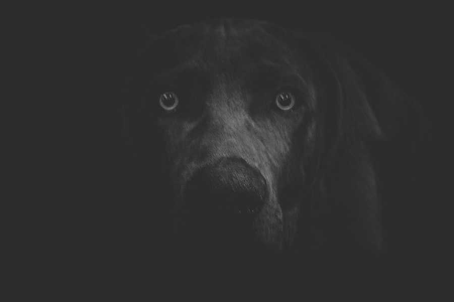 Perro fantasma | Relatos del lado oscuro