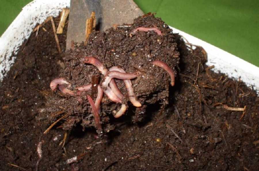 Abono de lombriz: cómo usarlo para árboles cítricos