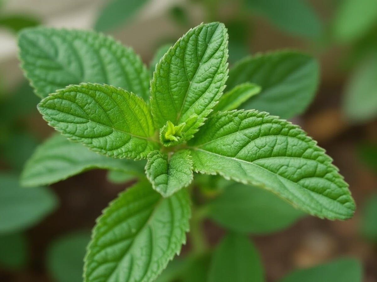 El poder del orégano