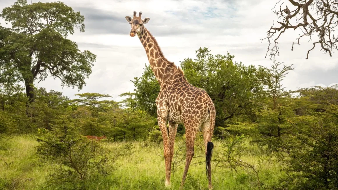 Una jirafa masai hembra y un impala en el Parque Nacional Nyerere, en el sur de Tanzania. Las autoridades estadounidenses propusieron incluir a la jirafa masai en la lista de especies amenazadas. Crédito: Andy Soloman/UCG/Grupo Universal de Imágenes/Getty Images.