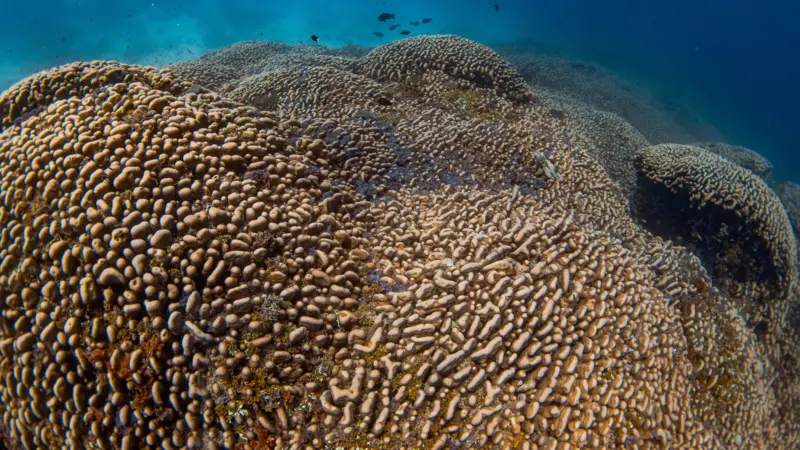 Manu San Félix, National Geographic Pristine Seas