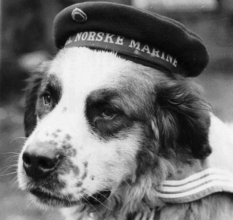 Perros heroicos | Relatos del lado oscuro