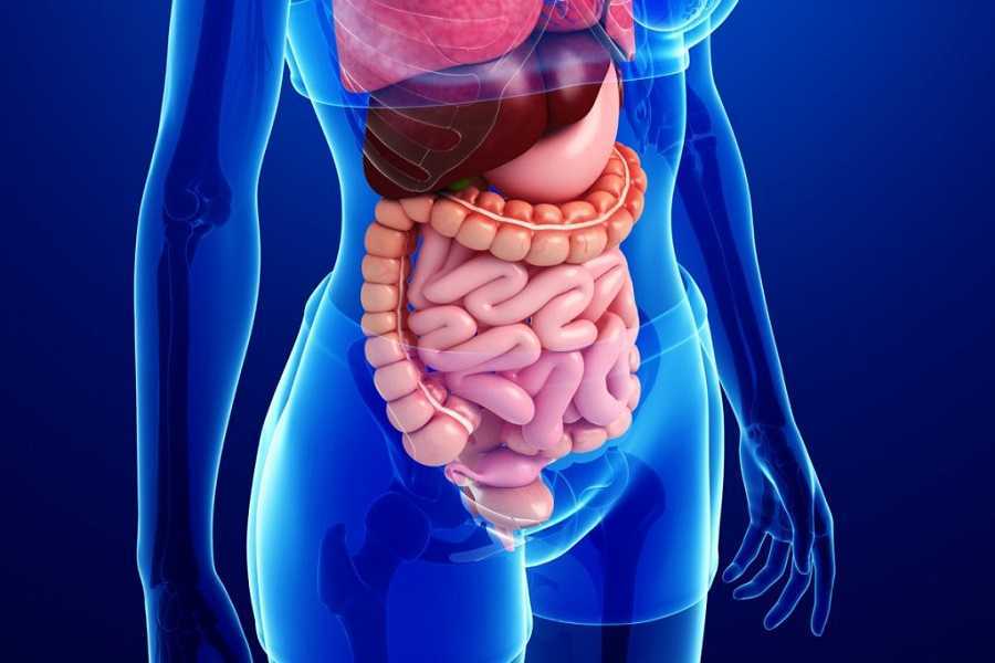 Digestión perfecta después de 45