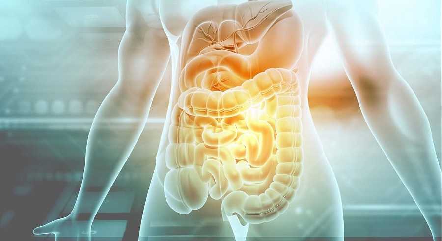 Cómo reparar el SIBO y tu salud intestinal