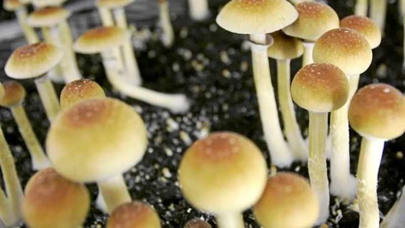 Qué es realmente un hongo