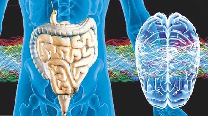 Tu intestino controla tu mente y ánimo