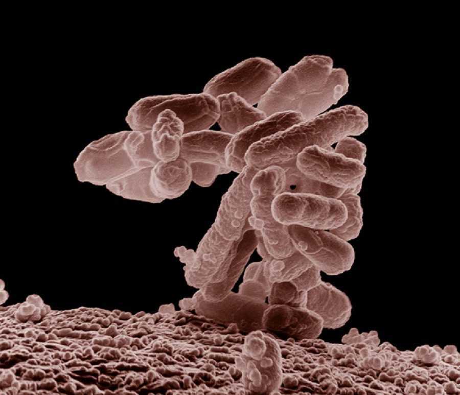 ¿Hasta qué tamaño puede llegar una bacteria? Vida y tamaño