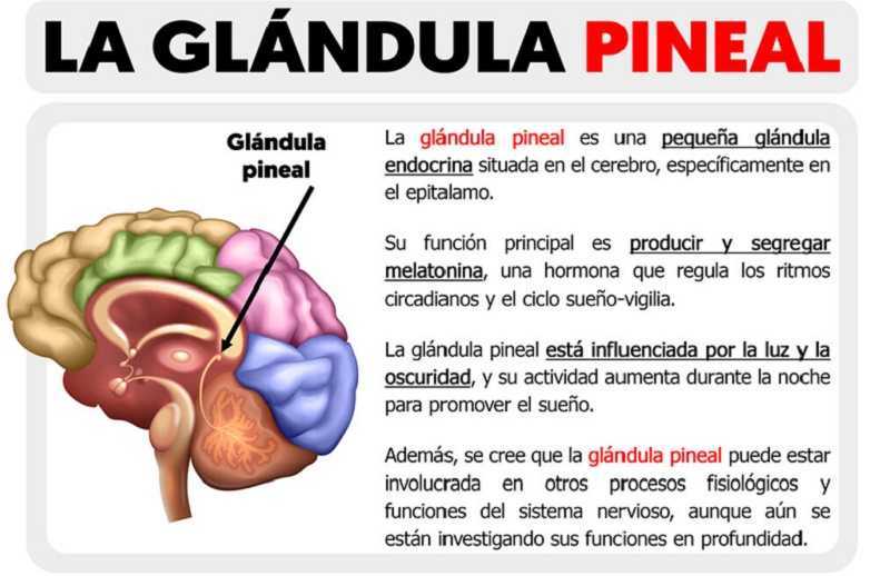 Misterios de la glándula pineal